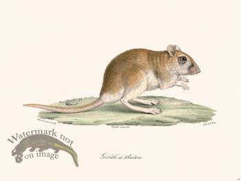 Cuvier 289 Gerbil Of Burton